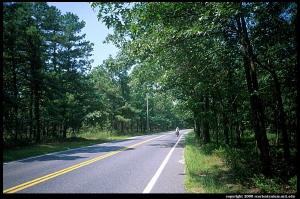 Cycling through the New Jersey Pine Barrens.
